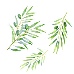 Fototapeta premium olive branch watercolor. isolated on white background. Hand drawn decorative elements for food design, textile, paper, wrapping
