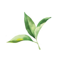  tea leaves watercolor on white background. Hand drawn decorative elements for food design, textile, paper, wrapping
