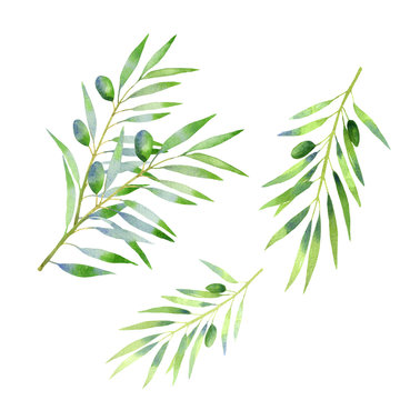 olive branch watercolor. isolated on white background. Hand drawn decorative elements for food design, textile, paper, wrapping