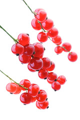 Studio shot of red currants