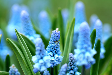 Blue flowers