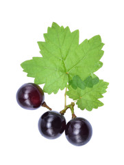 Fresh Grapes and leaf with drop of water isolated on white backg