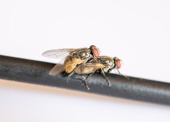 insects are breeding