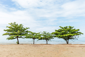 Fototapeta na wymiar Beach almond tree