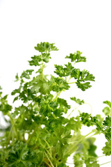 Close up of parsley on white background