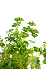 Obraz premium Close up of parsley on white background