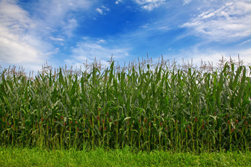 Fototapeta premium Corn field