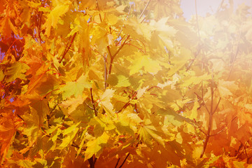 Falls Colors Autumn background