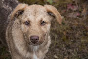A real dog with a smart eyes