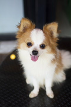 cute white and brown cross-breed chihuahua and pomeranian dog