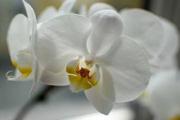 Close up of white orchid flower