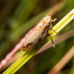 Bug macro ,on a green leaf as background