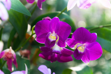 Naklejka na ściany i meble Beautiful Orchids flowers Violet tropical Thailand are blooming in the garden