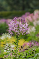 Flowers with evening sun,Cleome flower Cleome hassleriana ,spider flowers, spider plants, spider weeds, soft focus