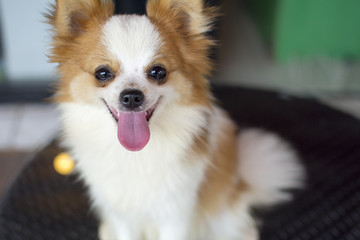 cute white and brown cross-breed chihuahua and pomeranian dog