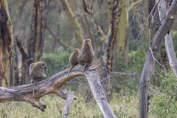 Baboon with a view
