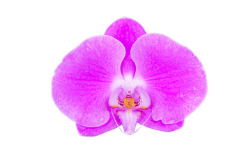 orchid isolate on white background.