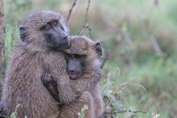 Baboon Hug