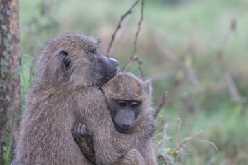 Baboon Hug