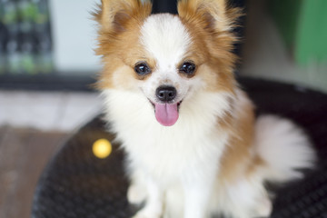 cute white and brown cross-breed chihuahua and pomeranian dog