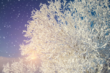 Frosty morning, fluffy snow covered the trees