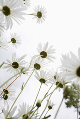 Field of Daisy flowers, low angle view, close up