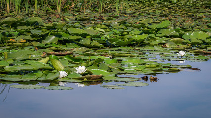 Obraz na płótnie Canvas Swamp background with white waterlily