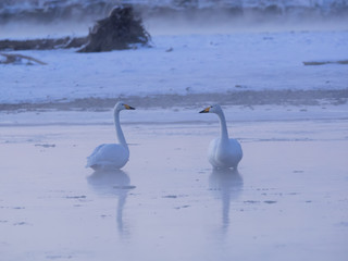 冬の白鳥