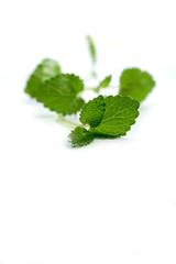Close up of mint on white background