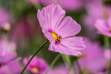 Obraz premium A bee collecting nectar from purple cosmos flower,