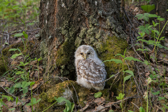 Young owl bird chick in forest tree