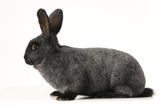 grey rabbit on a white background  
