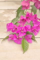 Bougainvillea Flower, a genus of thorny ornamental vines, bushes, and trees with flower-like spring leaves near its flowers.
