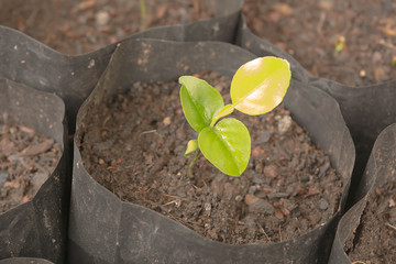 Baby Kaffir lime Tree for Agriculture. The kaffir lime, sometimes referred to in English as the...