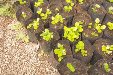 Baby Kaffir lime Tree for Agriculture. The kaffir lime, sometimes referred to in English as the...
