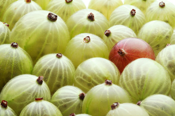 Close up of gooseberrys on white background