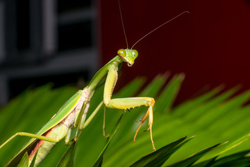 Giant Malaysian shield praying mantis (Rhombodera Basalis) resting on a tree