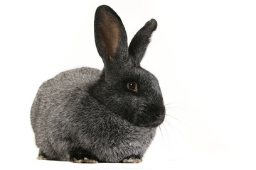 grey rabbit on a white background 