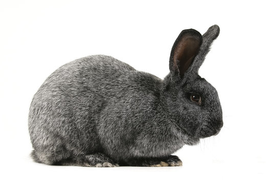 grey rabbit on a white background 