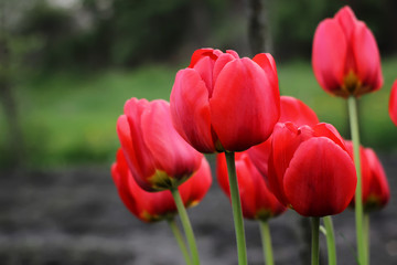 Soft and blur conception. Beautiful red tulips close-up blooming in the garden