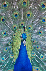 Obraz premium Peacock displaying feathers close-up