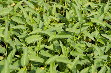 Fototapeta premium 空心菜