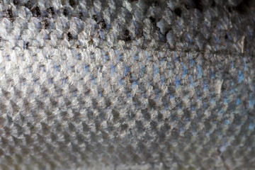 Salmon fish scales silver textured background close up details