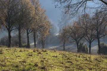 Baumallee im goldenen Oktober