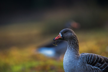 Ein Portrait einer Gans mit tollem herbstlichen Hintergrund und einer weiteren Ganz