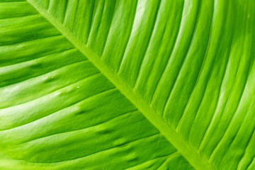 Line texture pattern of green leaf,beautiful background