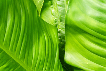 Line texture pattern of green leaf,beautiful background