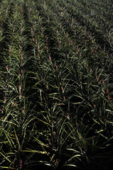 Obraz premium îles Canaries 