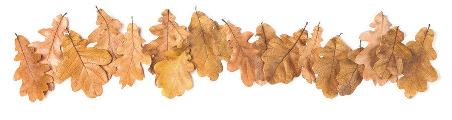 Oak leaves isolated on white background