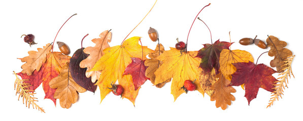 Autumn fall leaves isolated on white background
